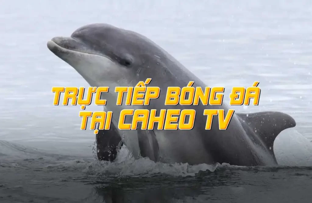 Các kênh liên hệ hỗ trợ của 388Bet - 388Bet